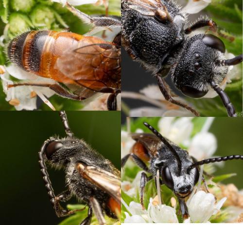 Réf. 333 423 : Sphecodes sp.